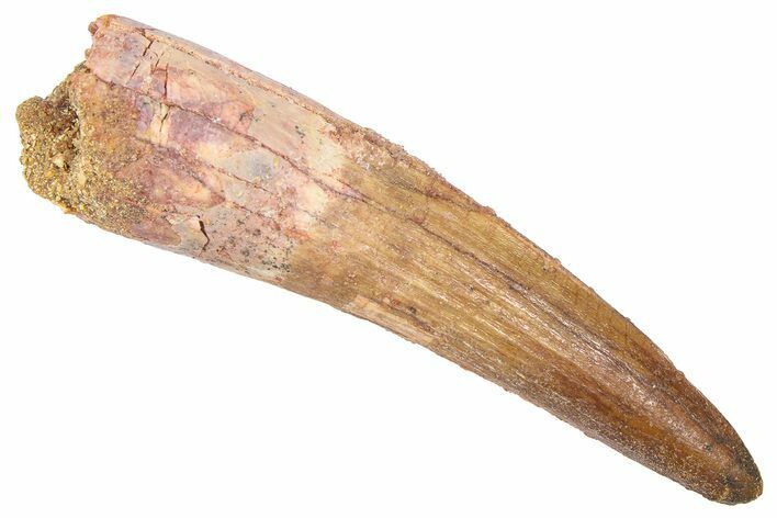 Fossil Spinosaurus Tooth - Real Dinosaur Tooth #382396